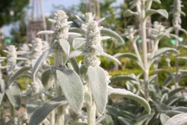 Stachys