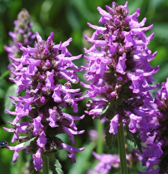 Tuberina