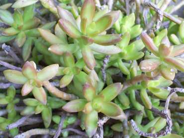 Sedum
