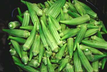 Gombo o okra