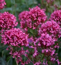 Centranthus