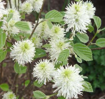 Fothergilla