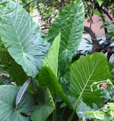 Alocasia
