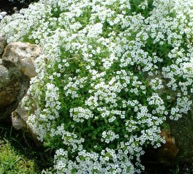 LOBULARIA