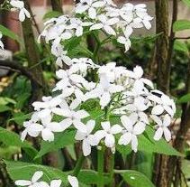 LUNARIA