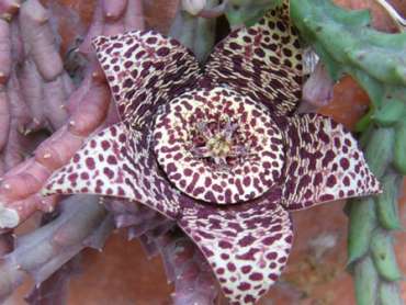 STAPELIA