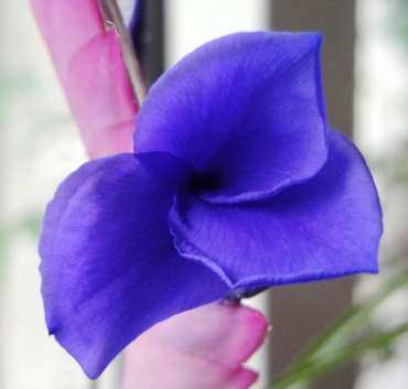 TILLANDSIA