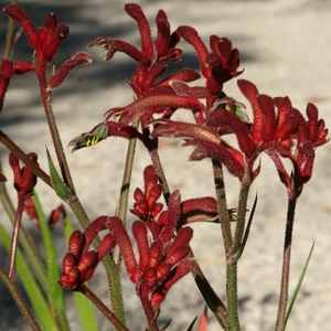 Anigozanthos