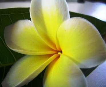 Plumeria