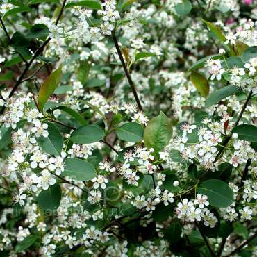 Aronia