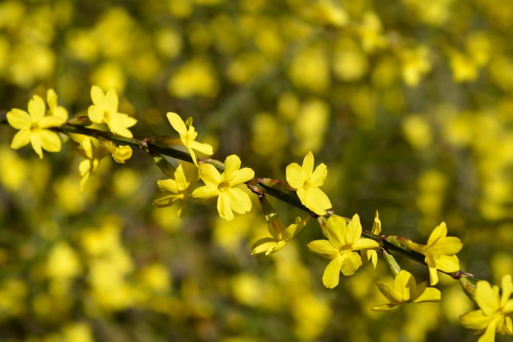Jasminum nudiflorum