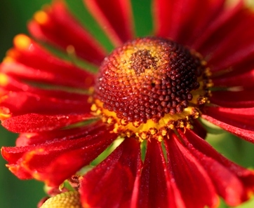 Helenium