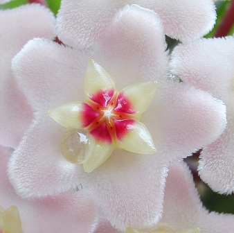 Hoya