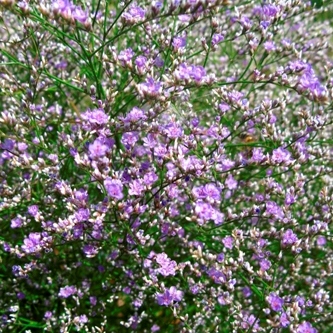 Limonium