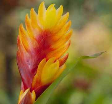 Bromelia