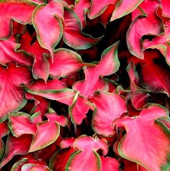 Caladium
