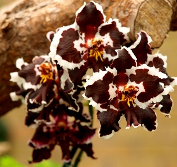 Odontoglossum