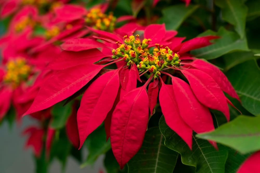 Euphorbia pulcherrima