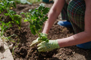 messa a dimora pomodori
