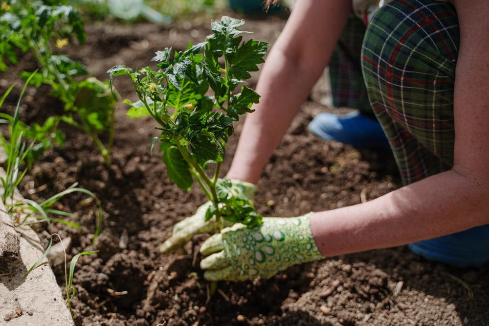 messa a dimora pomodori