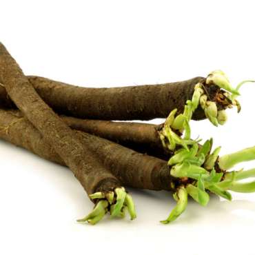 Scorzonera Bianca