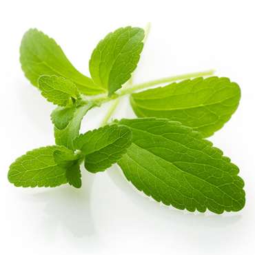 Stevia