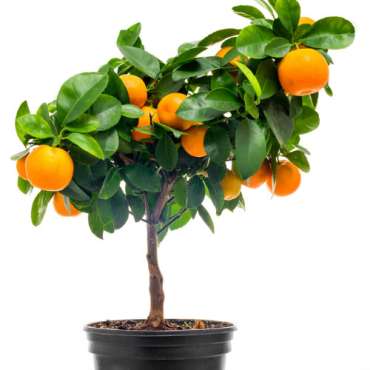 Calamondino