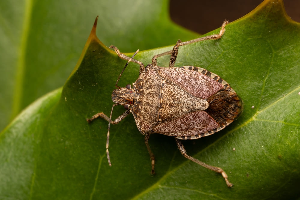 Halyomorpha halys