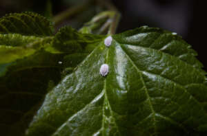 cocciniglia piante verdi
