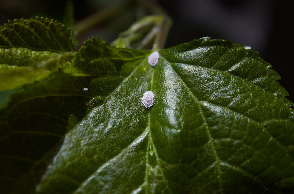 cocciniglia piante verdi