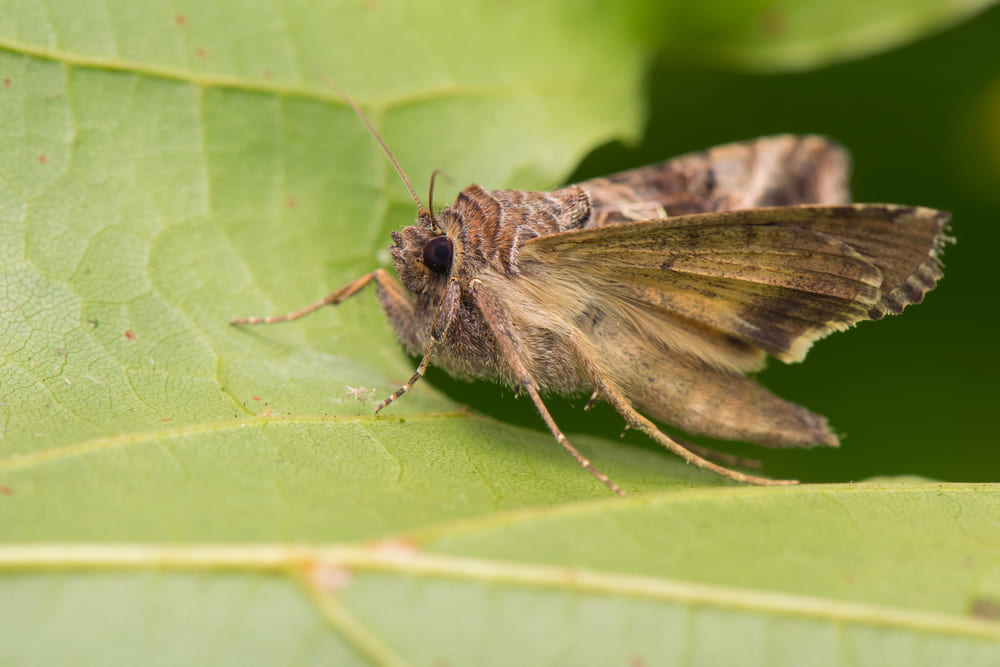 Autographa gamma
