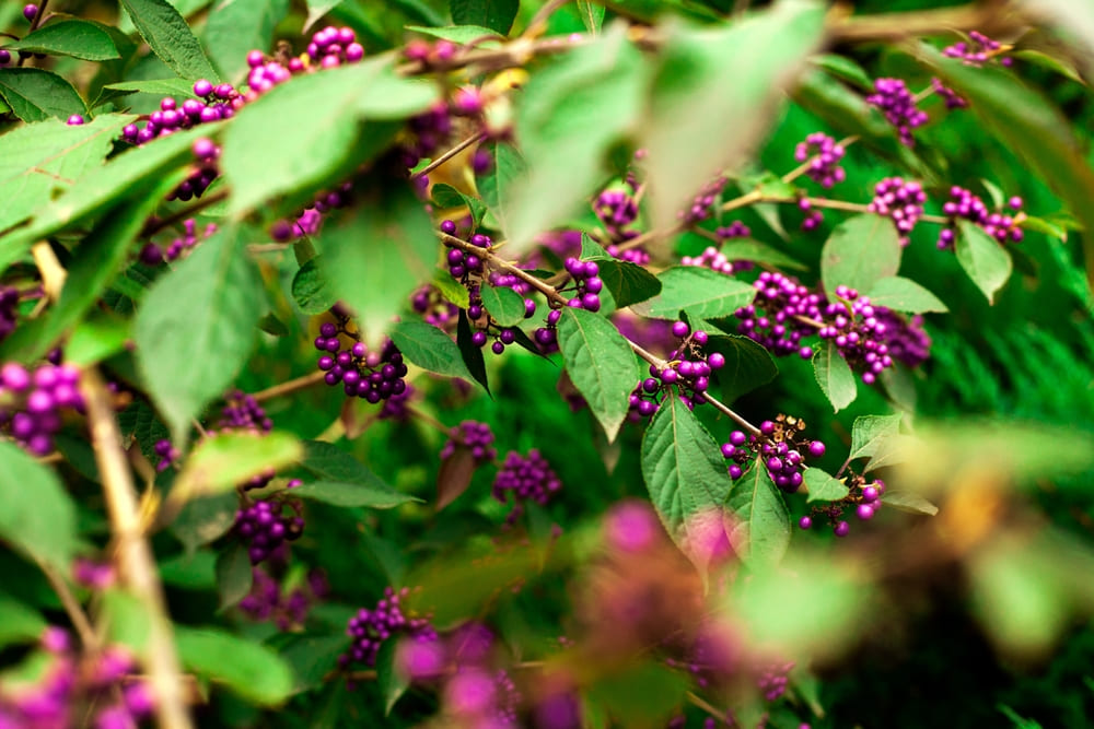 Callicarpa