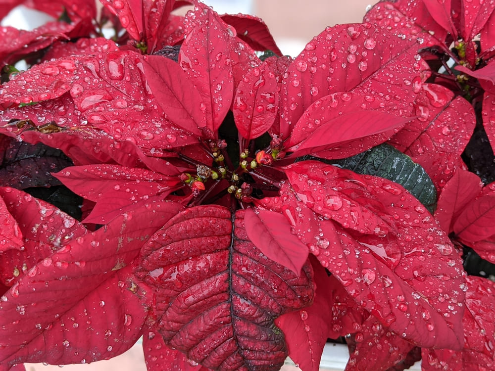Euphorbia pulcherrima