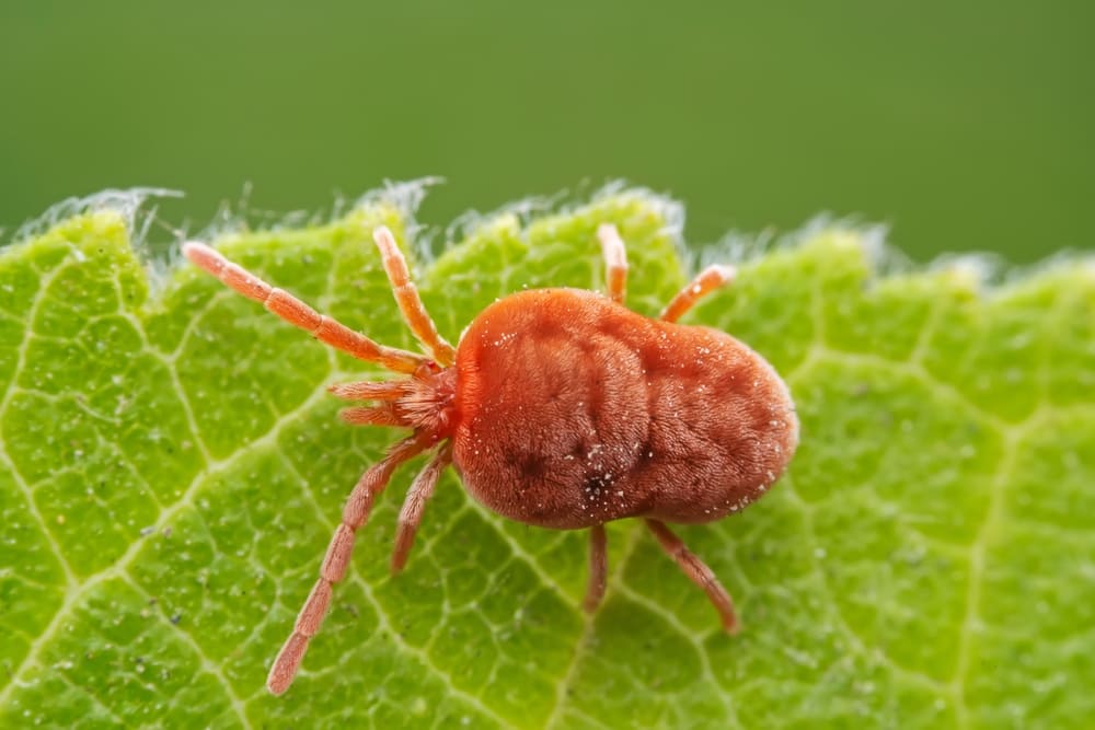 Tetranycus urticae