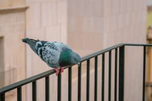 Piccioni tienili lontani dal balcone