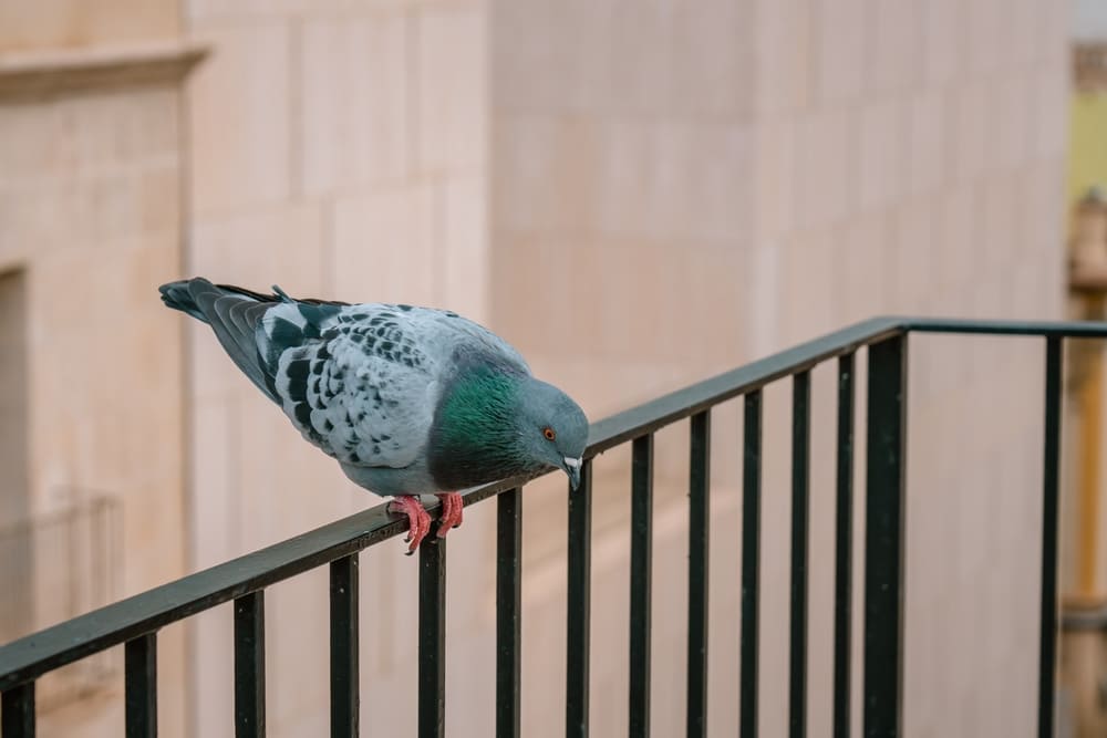 Piccioni tienili lontani dal balcone
