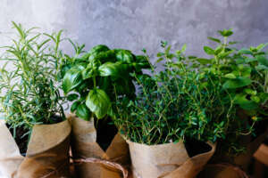 Erbe aromatiche in casa come averle sempre belle