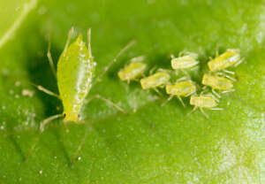 afide su foglia verde
