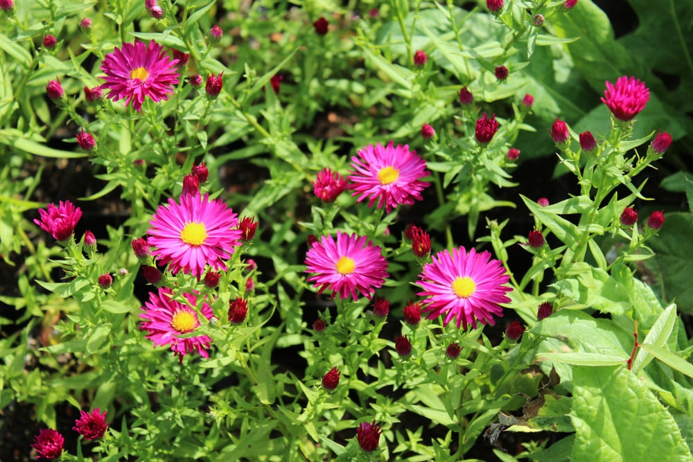 Aster novi-belgii