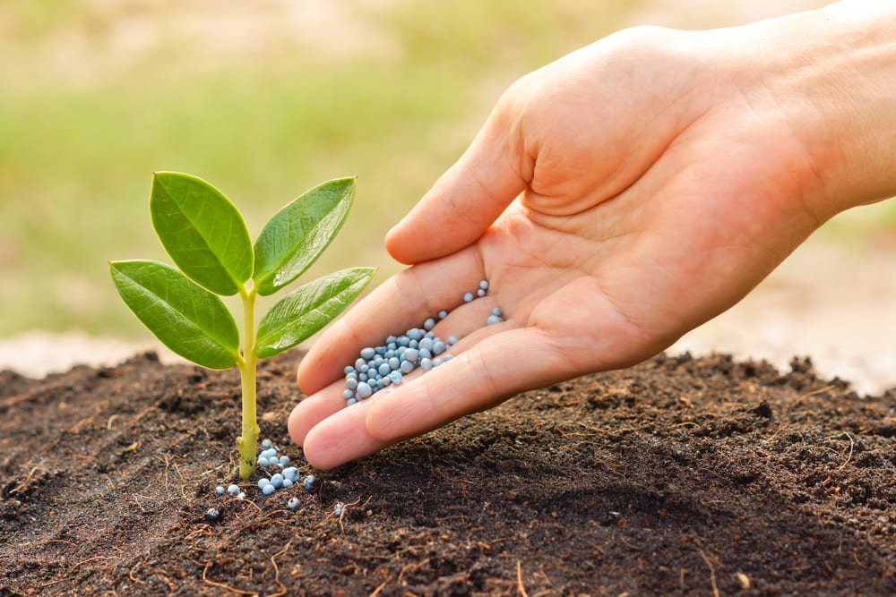 plant nutrition