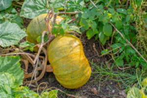 Maturano le zucche! Sai come coltivarle?