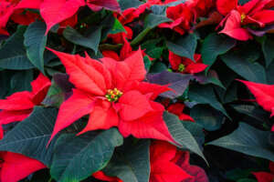 euphorbia pulcherrima