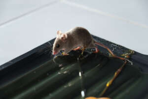 Allontana i topolini dalla legnaia