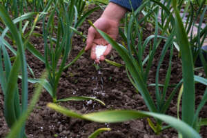 Concimare in inverno per preparare le piante alla primavera