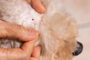 Come proteggere il cane da pulci e zecche + linea pet