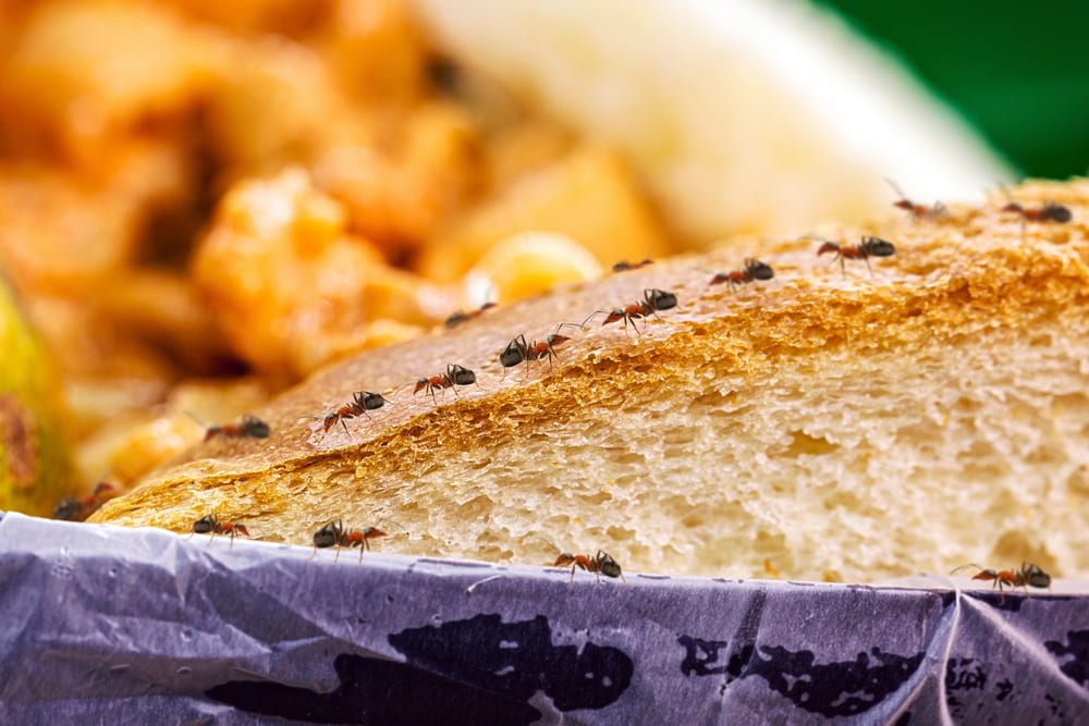 Formiche si risvegliano