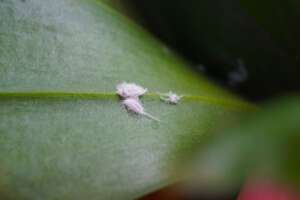 Cocciniglie, tienile a bada con Sil-Up