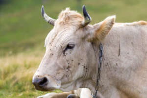 Mosche in campagna, trattamenti larvicidi