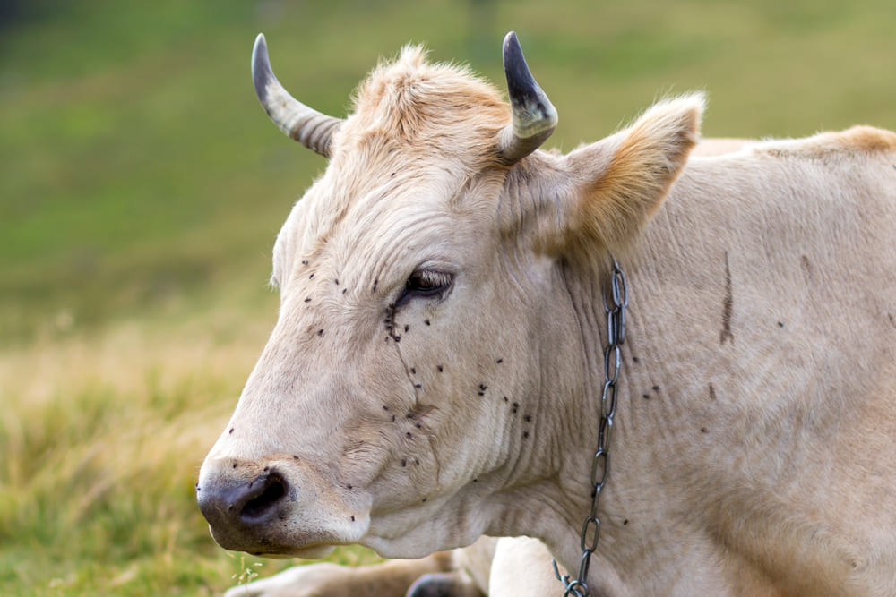 Mosche in campagna trattamenti larvicidi