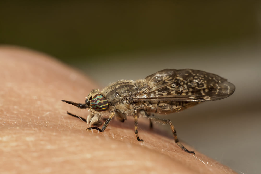 Come difendersi dalle punture degli insetti estivi